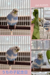 ̎qLO